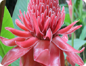 Torch Ginger