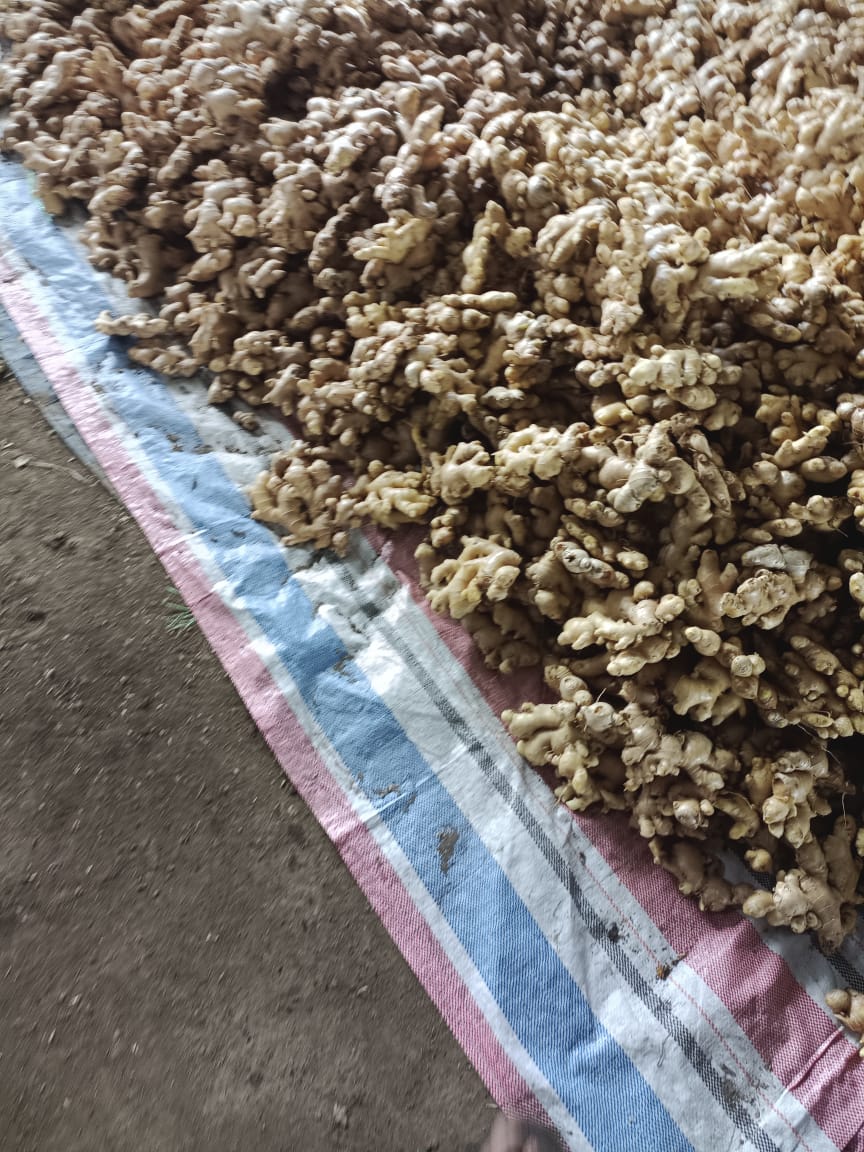 Fresh ginger root freshly harvested from fertile Simalungun Highlands soil, showcasing the high-quality produce at source before processing and export